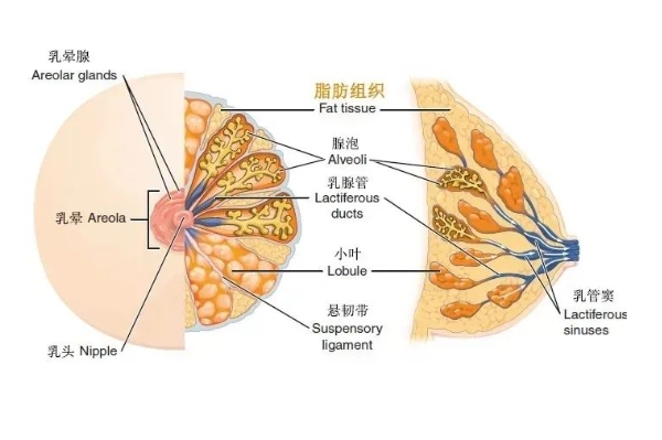 胸小怎么变胸大