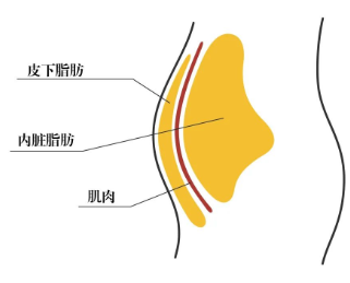 腰腹部赘肉怎么减