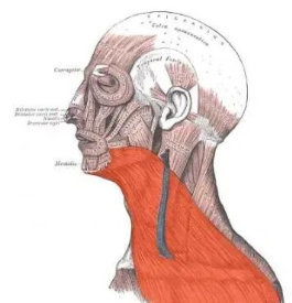 下颌线提升最好的方法
