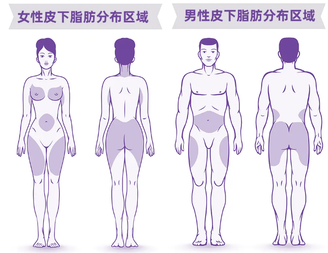 自体脂肪隆胸手感真吗