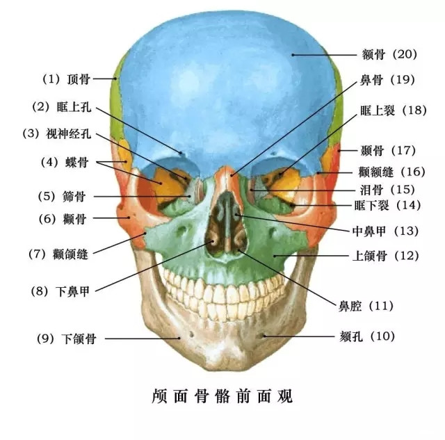 面部骨骼图